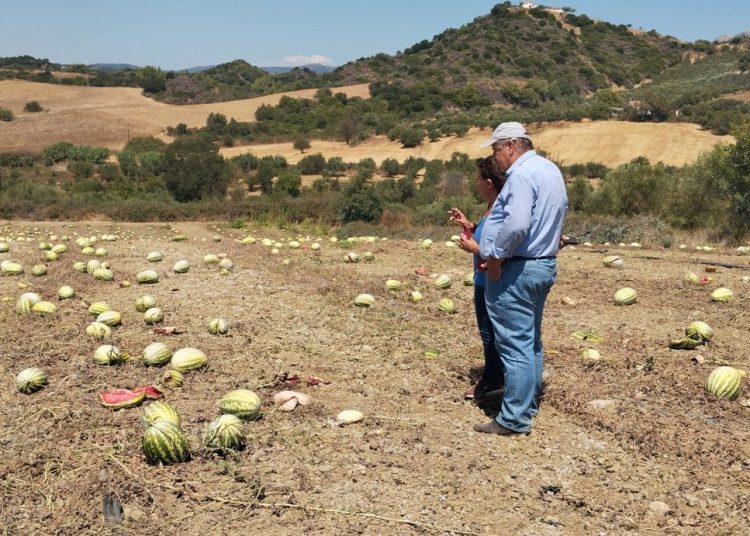 Αυτοψία του ΕΛΓΑ σε καλλιέργειες που επλήγησαν από τον καύσωνα στον δήμο Ήλιδας