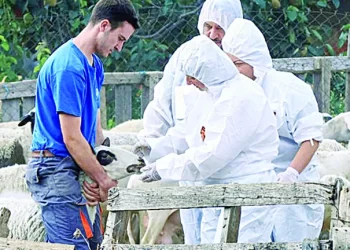 Δυτική Ελλάδα: Σαφάρι ελέγχων για την ευλογιά αιγοπροβάτων – Στο στόχαστρο κτηνοτρόφοι με παρατυπίες