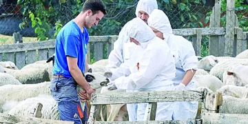 Δυτική Ελλάδα: Σαφάρι ελέγχων για την ευλογιά αιγοπροβάτων – Στο στόχαστρο κτηνοτρόφοι με παρατυπίες