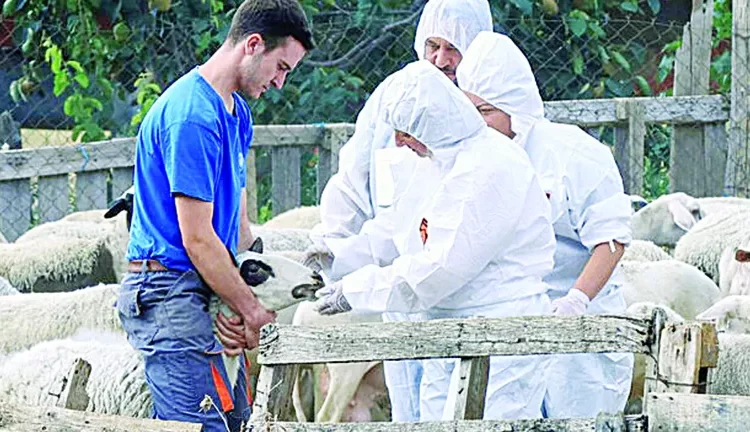 Δυτική Ελλάδα: Σαφάρι ελέγχων για την ευλογιά αιγοπροβάτων – Στο στόχαστρο κτηνοτρόφοι με παρατυπίες