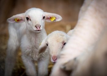 Ευλογιά προβάτων: Χιλιάδες θανατώσεις – Κτηνοτροφία υπό κατάρρευση