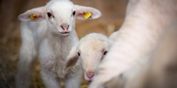 Ευλογιά προβάτων: Χιλιάδες θανατώσεις – Κτηνοτροφία υπό κατάρρευση