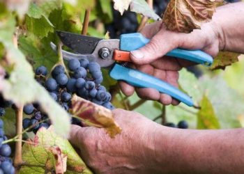 Ηλεία: Ξεκίνησε ο τρύγος της σταφίδας