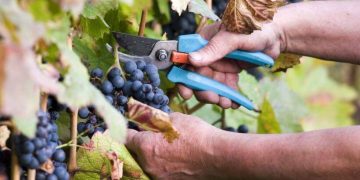 Ηλεία: Ξεκίνησε ο τρύγος της σταφίδας