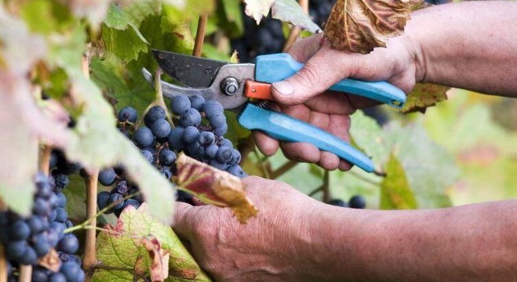 Ηλεία: Ξεκίνησε ο τρύγος της σταφίδας