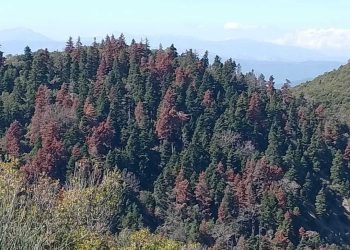 Δυτική Ελλάδα: «Πεθαίνουν» τα Ελατοδάση – Απών το Υπουργείο-Τι ζητά η ΚΕΔΕ