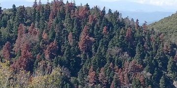 Δυτική Ελλάδα: «Πεθαίνουν» τα Ελατοδάση – Απών το Υπουργείο-Τι ζητά η ΚΕΔΕ