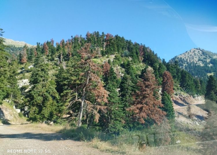 Ελατοδάσος Δίβρης: 35.000 ευρώ για απομάκρυνση των άρρωστων δέντρων