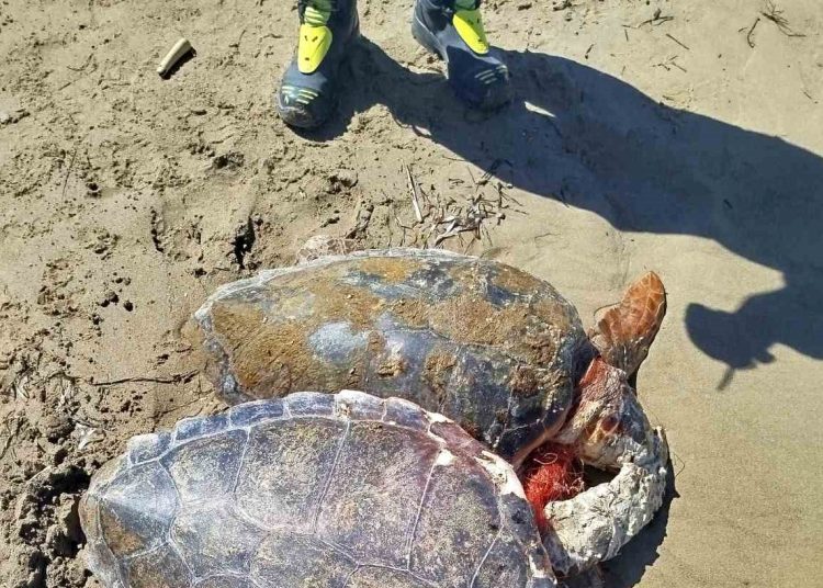 Λιμεναρχείο Κυλλήνης: Επιχείρηση διάσωσης δύο χελωνών caretta caretta