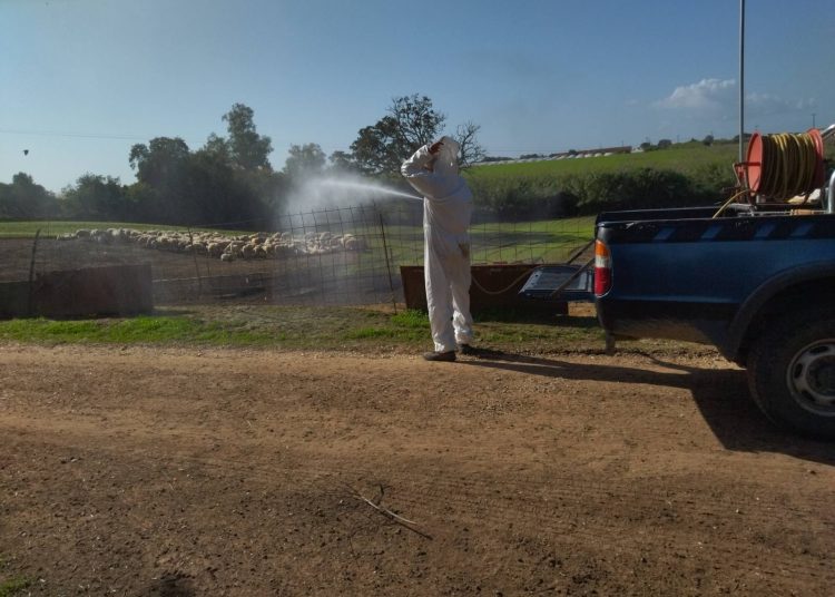 Ξεκίνησαν μέτρα για την ευλογιά προβάτων σε Μανωλάδα & Κουρτέσι