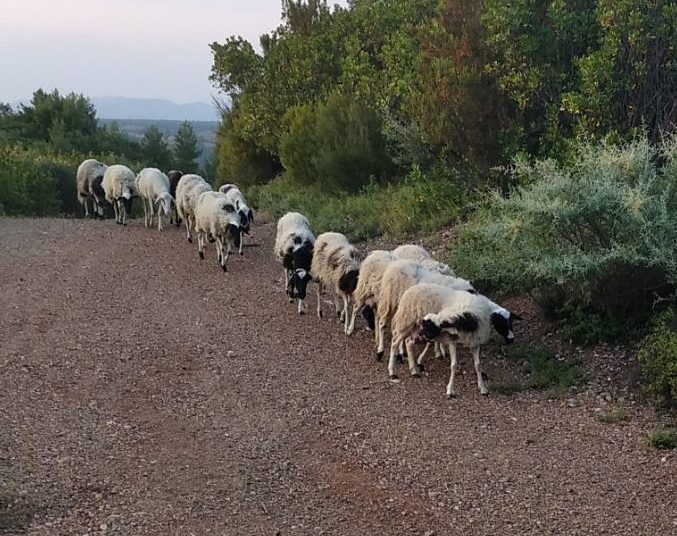 Επεκτείνεται ο καταρροϊκός πυρετός-Δεκάδες κρούσματα και στην Ώλενα