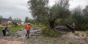 Ελαιόλαδο: Σε φυσιολογικά επίπεδα αναμένεται να κινηθεί η φετινή παραγωγή στη λεκάνη της Μεσογείου – Πού θα κυμανθούν οι τιμές