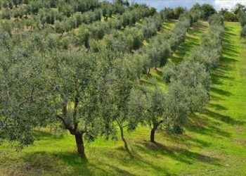 Ελαιόδενδρα: Υποχρεωτική δήλωση στο Ελαιοκομικό Μητρώο όσοι έχουν χωράφι από 21 ελαιόδεντρα και πάνω