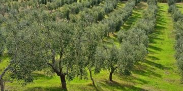 Ελαιόδενδρα: Υποχρεωτική δήλωση στο Ελαιοκομικό Μητρώο όσοι έχουν χωράφι από 21 ελαιόδεντρα και πάνω