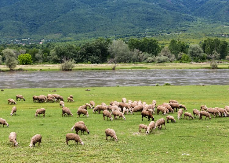 ΟΠΕΚΕΠΕ: Μέχρι και νεκρούς… ανάσταινε το κύκλωμα των παράνομων επιδοτήσεων!