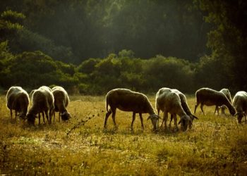 Χάνονται 4 δισ. ευρώ από ευλογιά και πανώλη!