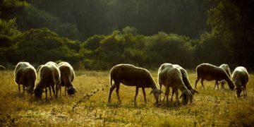 Χάνονται 4 δισ. ευρώ από ευλογιά και πανώλη!