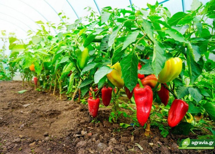 Πλήττονται οι παραγωγοί πιπεριάς στην Ηλεία – Στη Βουλή το θέμα