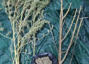 Πύργος: ¨Τον κάρφωσαν¨ για καλλιέργεια ναρκωτικών στο σπίτι του-Τι βρήκαν οι αστυνομικοί