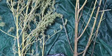 Πύργος: ¨Τον κάρφωσαν¨ για καλλιέργεια ναρκωτικών στο σπίτι του-Τι βρήκαν οι αστυνομικοί