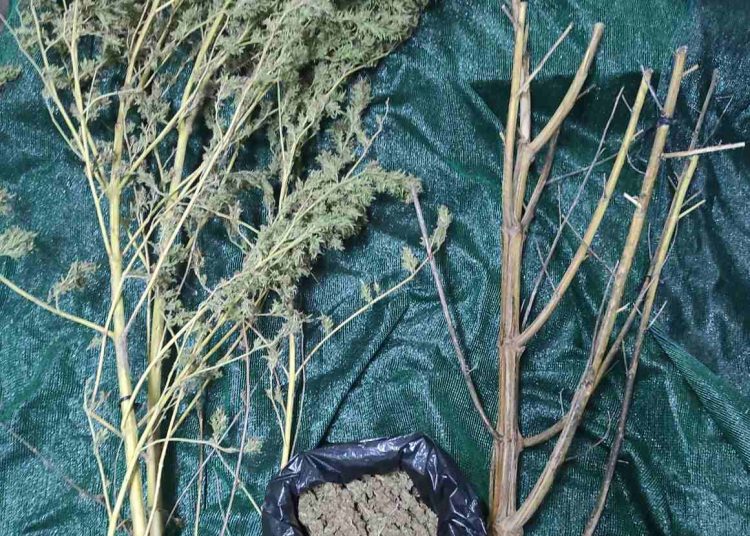 Πύργος: ¨Τον κάρφωσαν¨ για καλλιέργεια ναρκωτικών στο σπίτι του-Τι βρήκαν οι αστυνομικοί