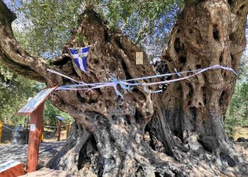 Μάζεψαν τις ελιές από τη γηραιότερη, άνω των 2.000 ετών, ελιά της Πελοποννήσου