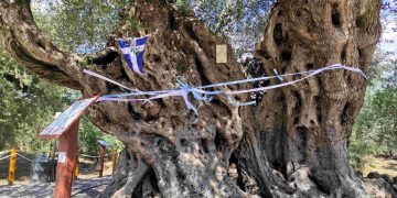 Μάζεψαν τις ελιές από τη γηραιότερη, άνω των 2.000 ετών, ελιά της Πελοποννήσου