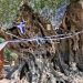 Μάζεψαν τις ελιές από τη γηραιότερη, άνω των 2.000 ετών, ελιά της Πελοποννήσου