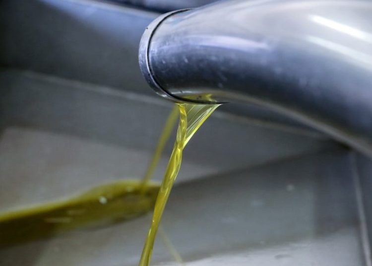 «Η χειρότερη ελαιοκομική χρονιά των πολλών τελευταίων ετών» λένε στη Μεσσηνία