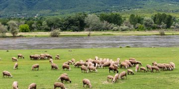 Νέα κρούσματα ευλογιάς αιγοπροβάτων σε Ηλεία και Δυτ. Ελλάδα – Πάνω από 423.000 ζώα έχουν θανατωθεί στη χώρα σε ένα χρόνο!