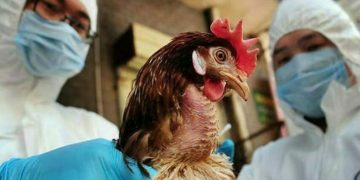 Σε έξαρση η γρίπη των πτηνών – Αυξημένος ο κίνδυνος για τους ανθρώπους