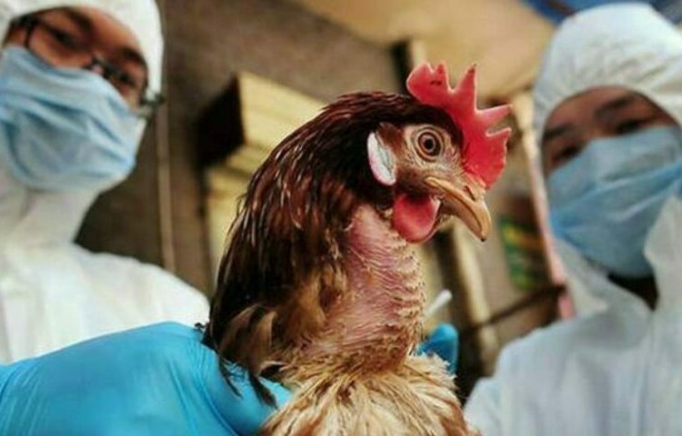 Σε έξαρση η γρίπη των πτηνών – Αυξημένος ο κίνδυνος για τους ανθρώπους