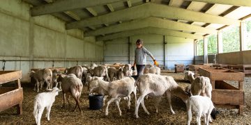 Ανακοινώθηκε έκτακτη στήριξη των κτηνοτρόφων λόγω ζωονόσων
