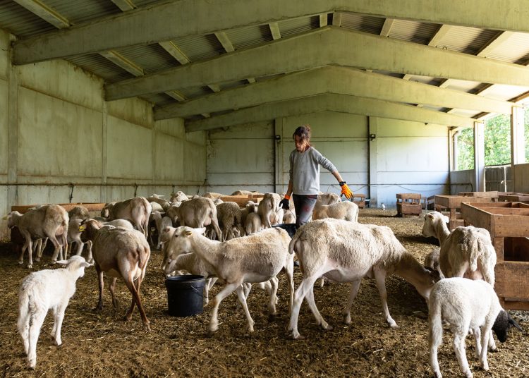Ανακοινώθηκε έκτακτη στήριξη των κτηνοτρόφων λόγω ζωονόσων