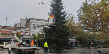 Πύργος: Τοποθετήθηκε το Χριστουγεννιάτικο δένδρο – Tην Κυριακή η φωταγώγηση