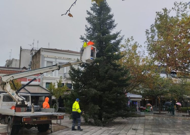 Πύργος: Τοποθετήθηκε το Χριστουγεννιάτικο δένδρο – Tην Κυριακή η φωταγώγηση
