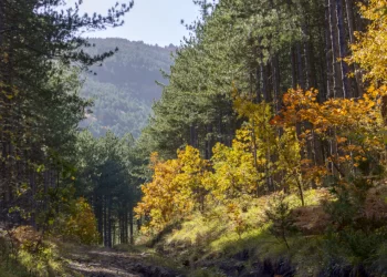 Συναγερμός στα ορεινά δάση της Πελοποννήσου: Τα ελληνικά έλατα πεθαίνουν μαζικά χωρίς να έχουν καεί