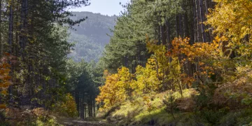 Συναγερμός στα ορεινά δάση της Πελοποννήσου: Τα ελληνικά έλατα πεθαίνουν μαζικά χωρίς να έχουν καεί