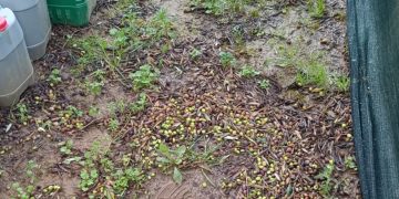 Πηνεία: Χαλαζόπτωση κατέστρεψε ελιές λίγο πριν την συγκομιδή-Σε απόγνωση οι παραγωγοί