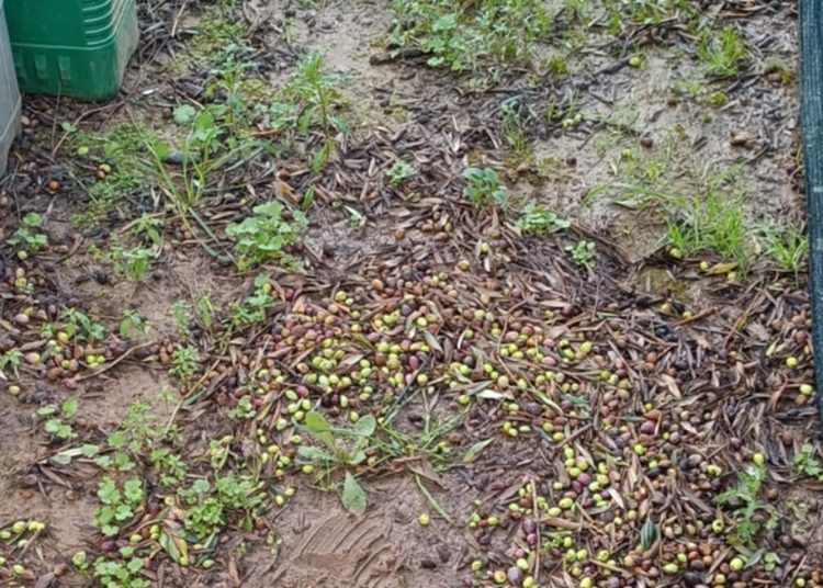 Πηνεία: Χαλαζόπτωση κατέστρεψε ελιές λίγο πριν την συγκομιδή-Σε απόγνωση οι παραγωγοί