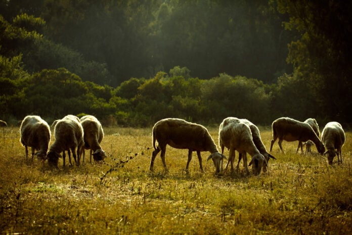 Ευλογιά προβάτων: Τα ποσά και οι δικαιούχοι των έκτακτων αποζημιώσεων για χαμένο εισόδημα