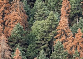 «Πεθαίνουν» τα δάση στην Πελοπόννησο: Μεγάλη έρευνα του Guardian για τα ελληνικά ελατοδάση