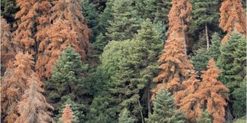 «Πεθαίνουν» τα δάση στην Πελοπόννησο: Μεγάλη έρευνα του Guardian για τα ελληνικά ελατοδάση