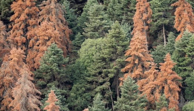 «Πεθαίνουν» τα δάση στην Πελοπόννησο: Μεγάλη έρευνα του Guardian για τα ελληνικά ελατοδάση