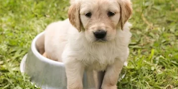 ΩΝΑΣΕΙΑ ΠΥΡΓΟΥ: Και την πίτα ολόκληρη και το σκύλο χορτάτο κ. καθηγητές;