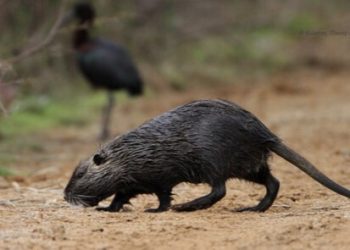 Αύξηση μυοκάστορων στις περιοχές στο Κοτύχι: Προβληματισμός για καλλιέργειες και φύση