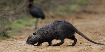 Αύξηση μυοκάστορων στις περιοχές στο Κοτύχι: Προβληματισμός για καλλιέργειες και φύση