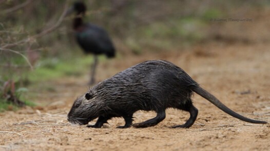 Αύξηση μυοκάστορων στις περιοχές στο Κοτύχι: Προβληματισμός για καλλιέργειες και φύση