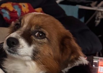 Πύργος: Δηλητηρίασαν σκύλο και τον πέταξαν σε ρέμα