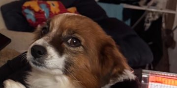 Πύργος: Δηλητηρίασαν σκύλο και τον πέταξαν σε ρέμα